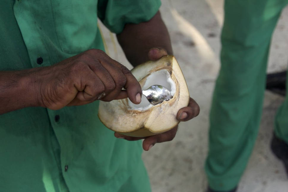 Best time for Coconuts in Maldives