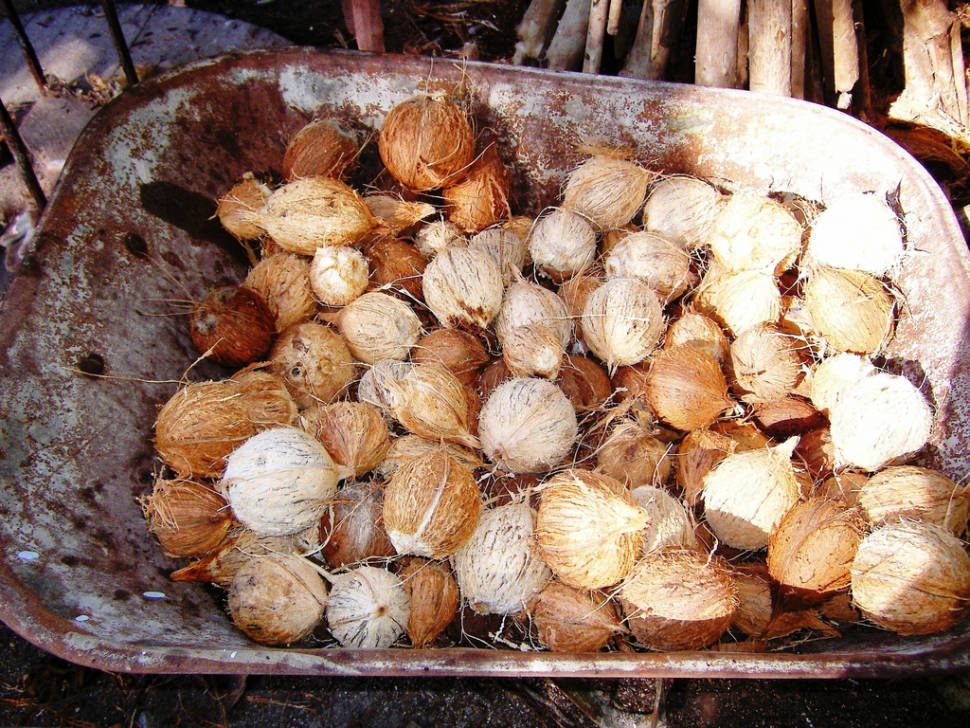 Coconuts in Maldives - Best Season