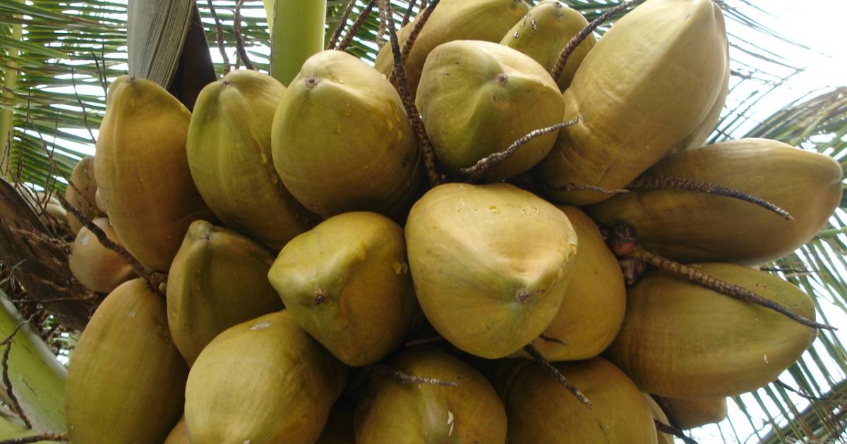 Coconuts in Maldives - Best Time