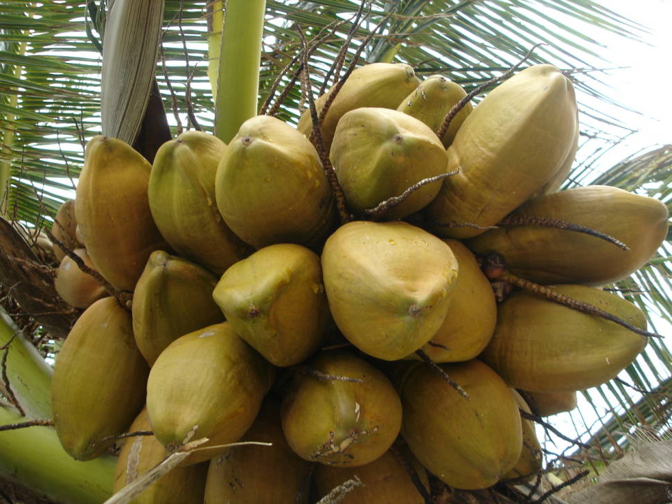 Coconuts in Maldives - Best Time