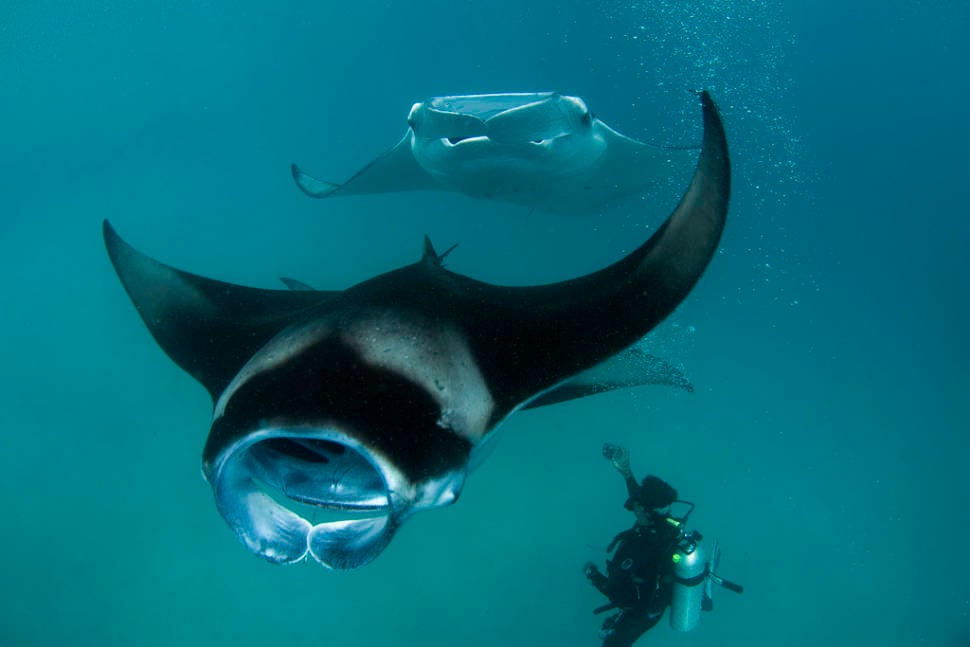 Best time to see Manta Rays in Baa Atoll in Maldives