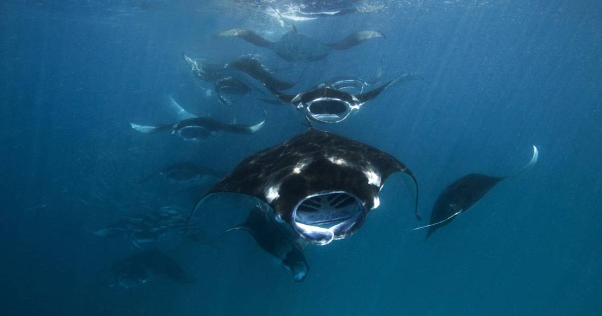 Manta Rays in Baa Atoll in Maldives - Best Time