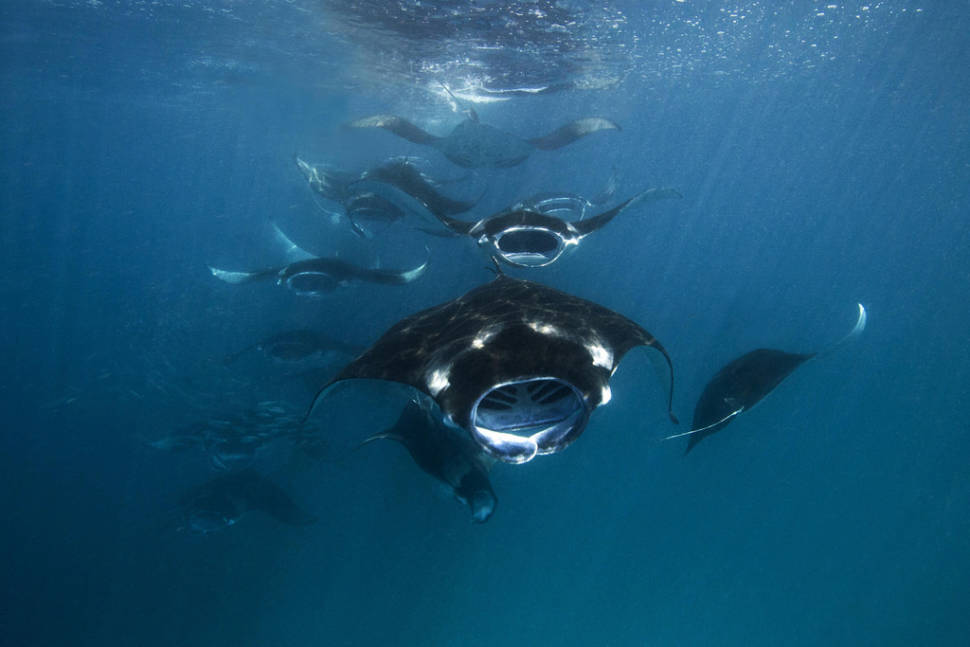 Manta Rays in Baa Atoll in Maldives - Best Time