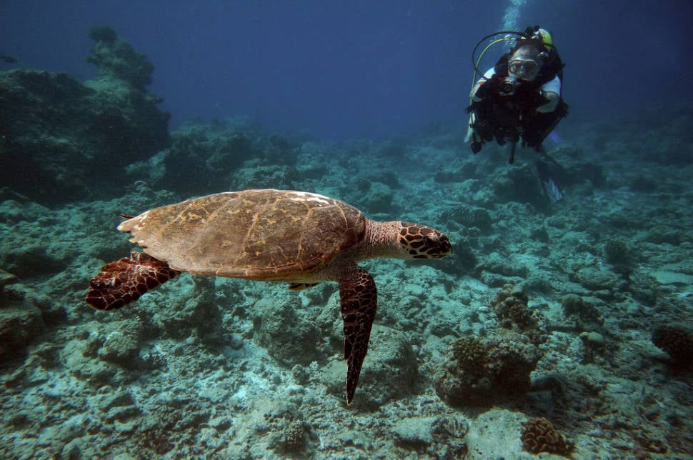 Best time for Scuba Diving & Snorkeling in Maldives