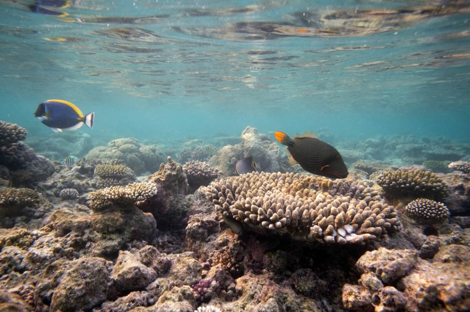 Scuba Diving & Snorkeling in Maldives - Best Season