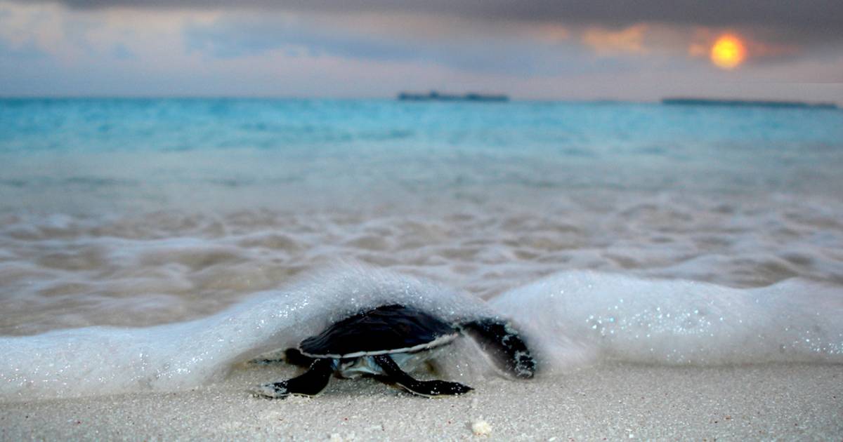 Sea Turtle Hatching in Maldives - Best Time