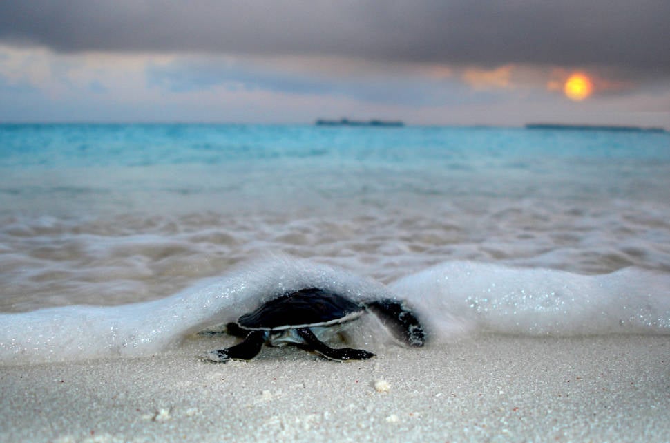 Sea Turtle Hatching in Maldives - Best Time
