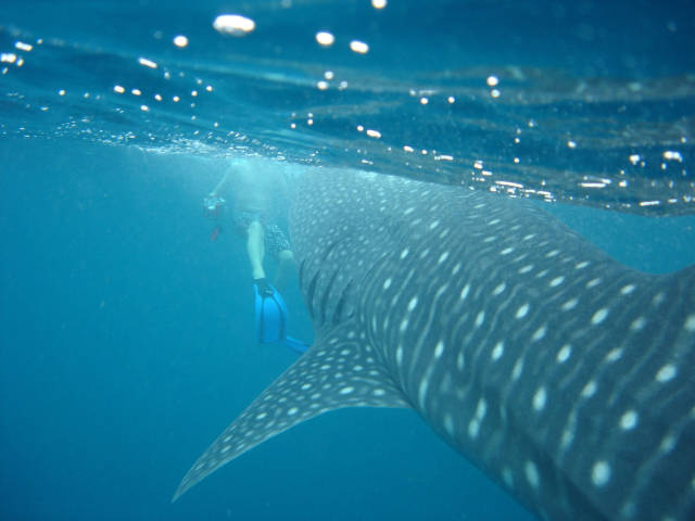 Best time for Whale Sharks in Maldives