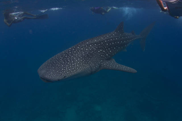 Whale Sharks in Maldives - Best Season