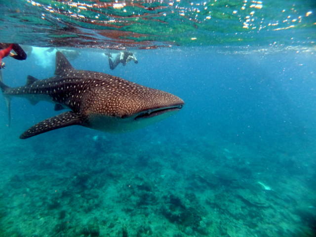 Whale Sharks in Maldives - Best Time