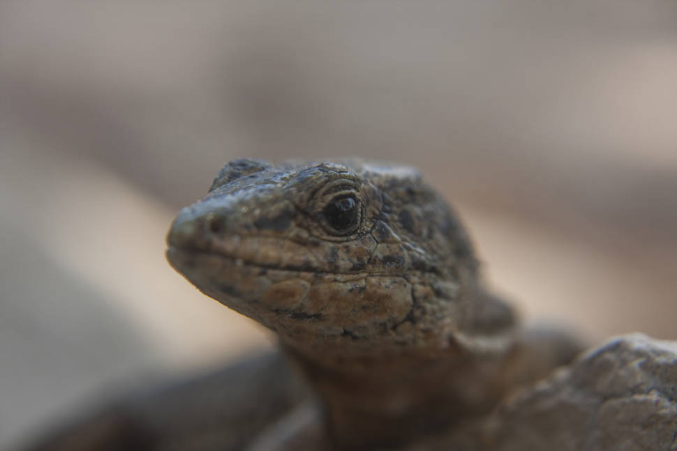 Lizards of Sa Dragonera in Mallorca - Best Season