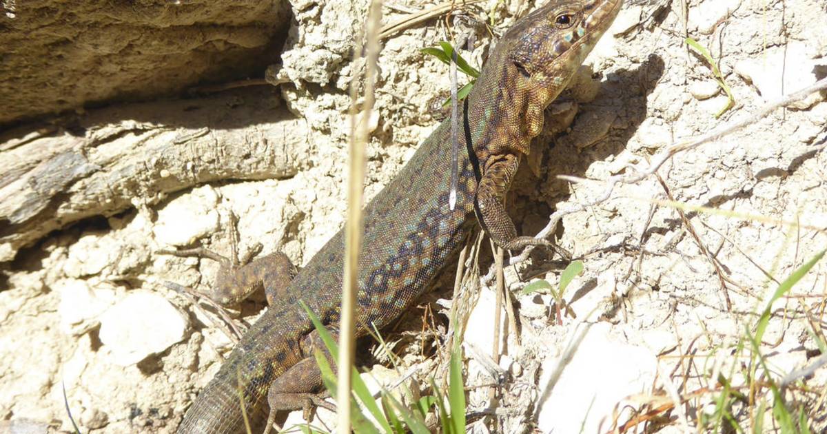 Lizards of Sa Dragonera in Mallorca - Best Time