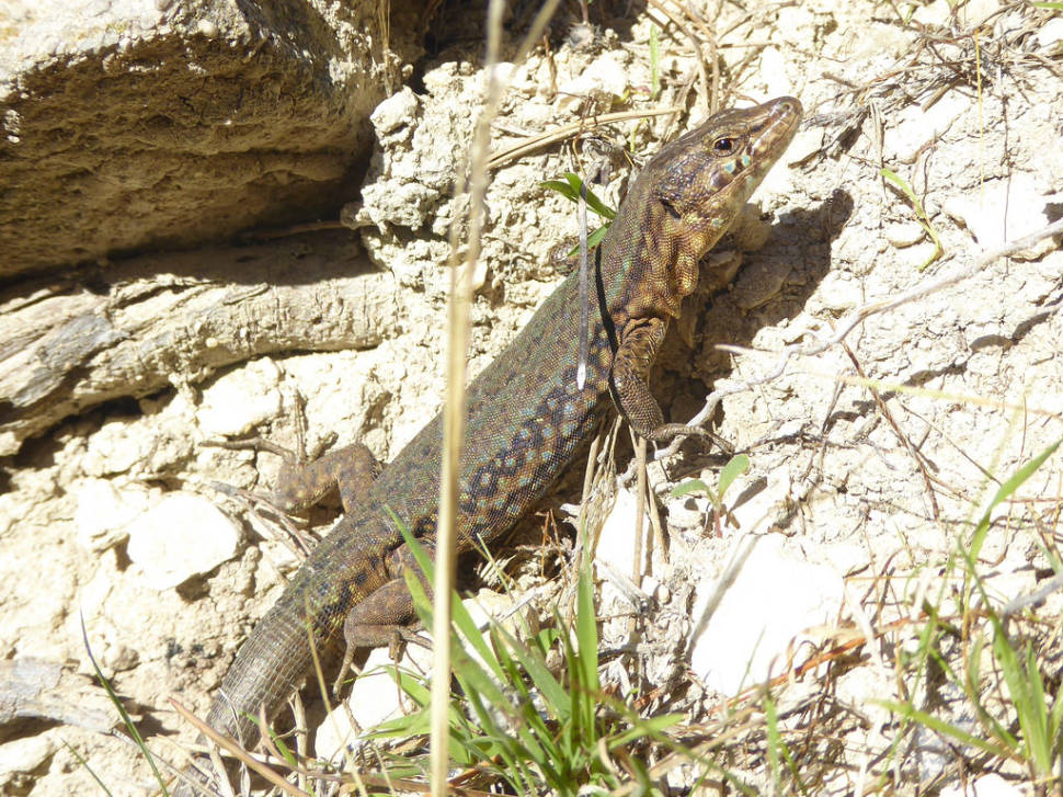 Lizards of Sa Dragonera in Mallorca - Best Time