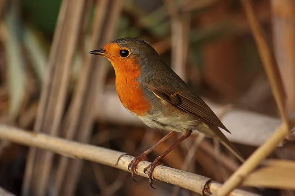 Robin