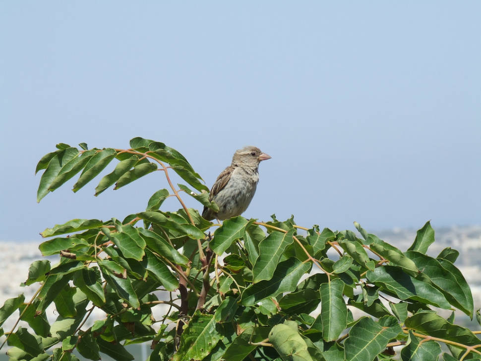 Birdwatching in Malta - Best Season