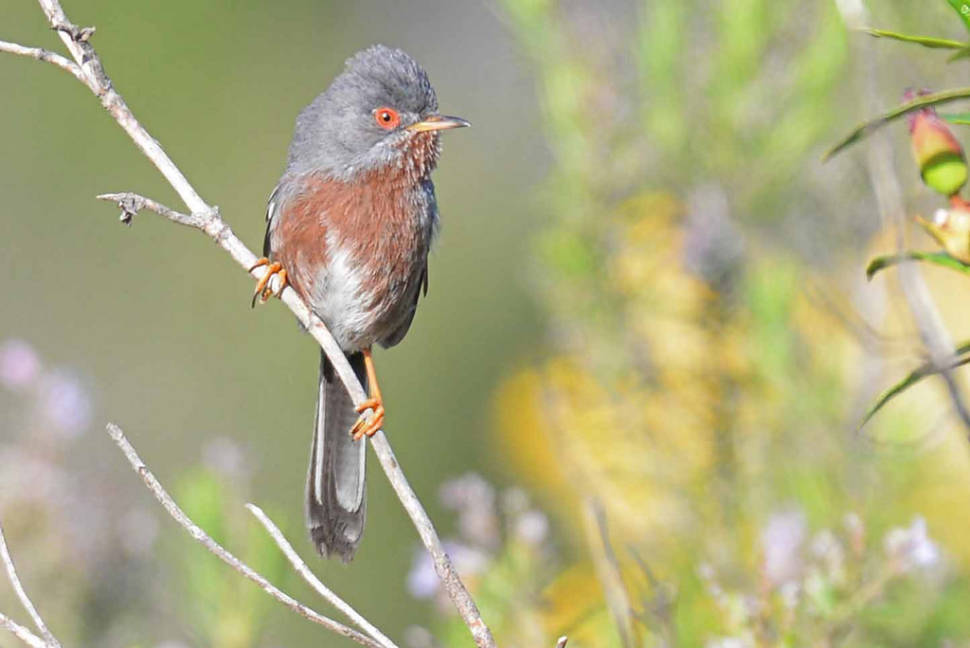 Birdwatching in Malta - Best Time