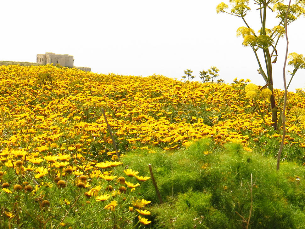 Crown Daisy or Lellux Blooming in Malta - Best Season