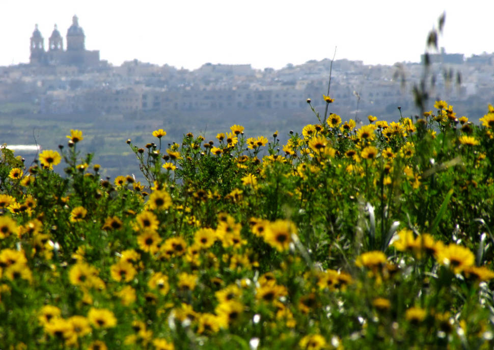 Crown Daisy or Lellux Blooming in Malta - Best Time