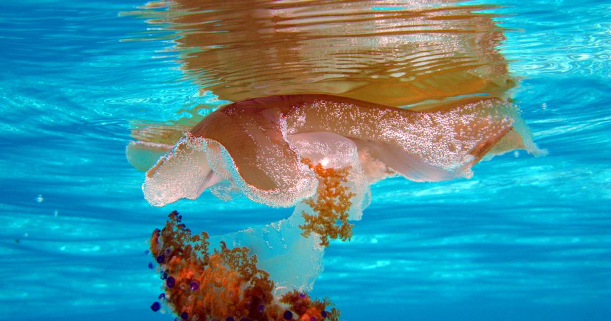 Jellyfish in Malta - Best Time