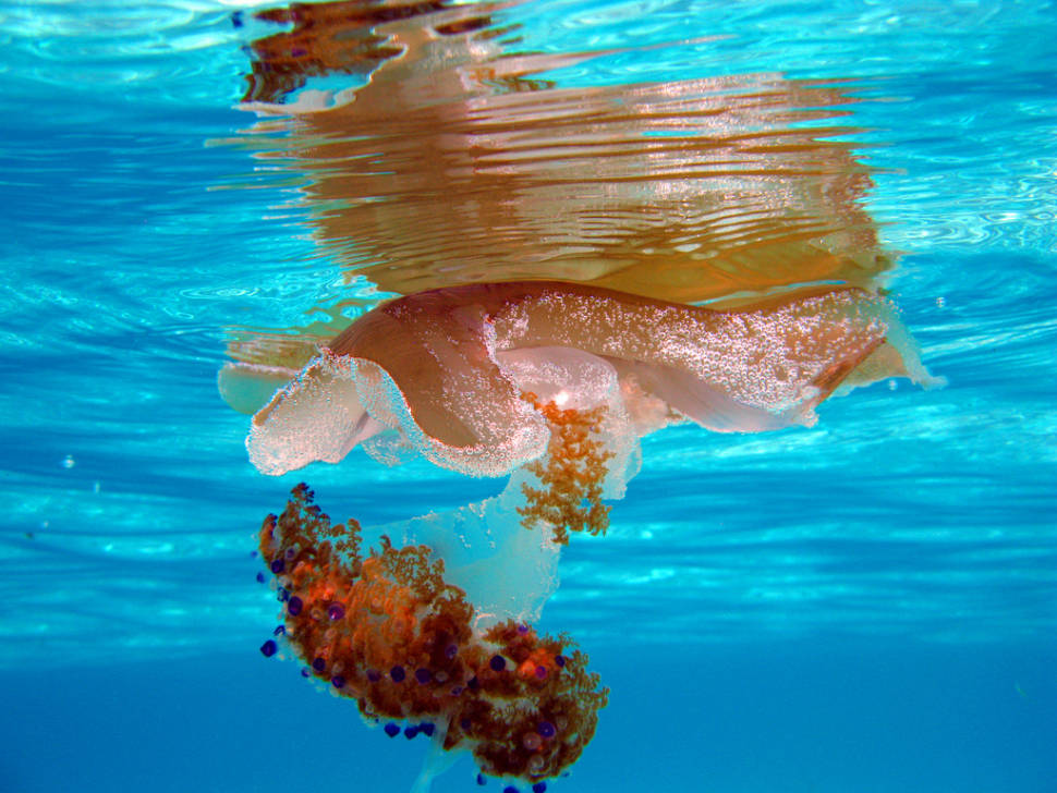 Jellyfish in Malta - Best Time