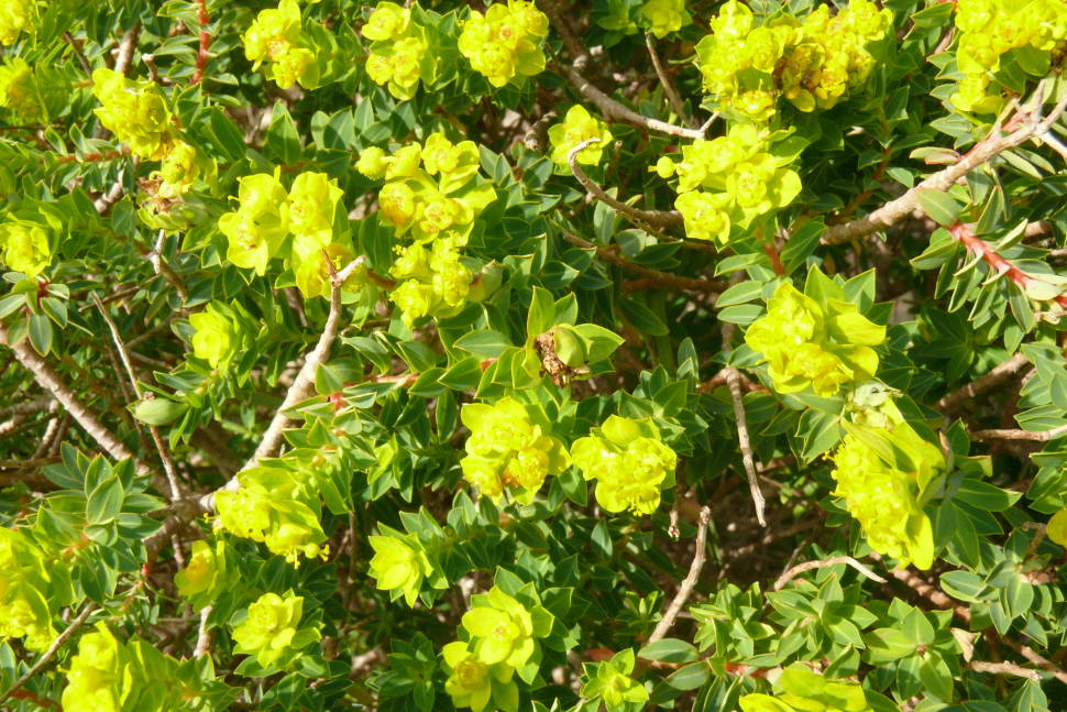 Maltese Spurge Flowering Season in Malta - Best Time