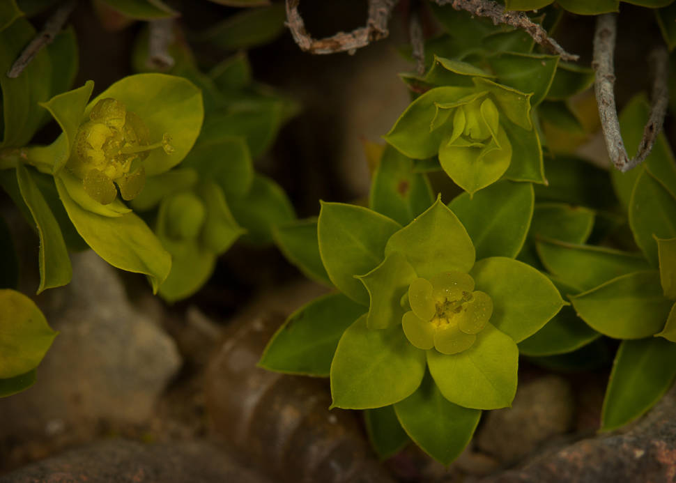 Maltese Spurge Flowering Season in Malta - Best Season