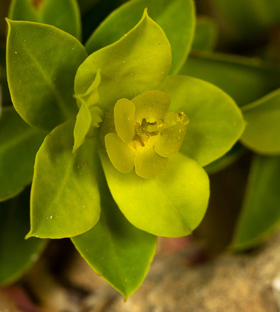 Best time for Maltese Spurge Flowering Season in Malta