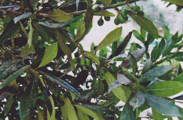 Olives in Malta - Best Season