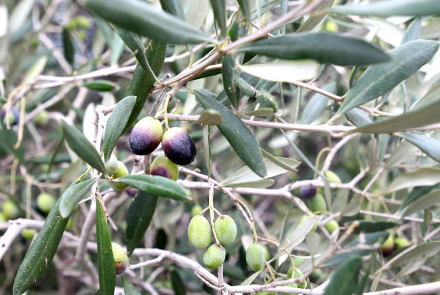Olives in Malta - Best Time