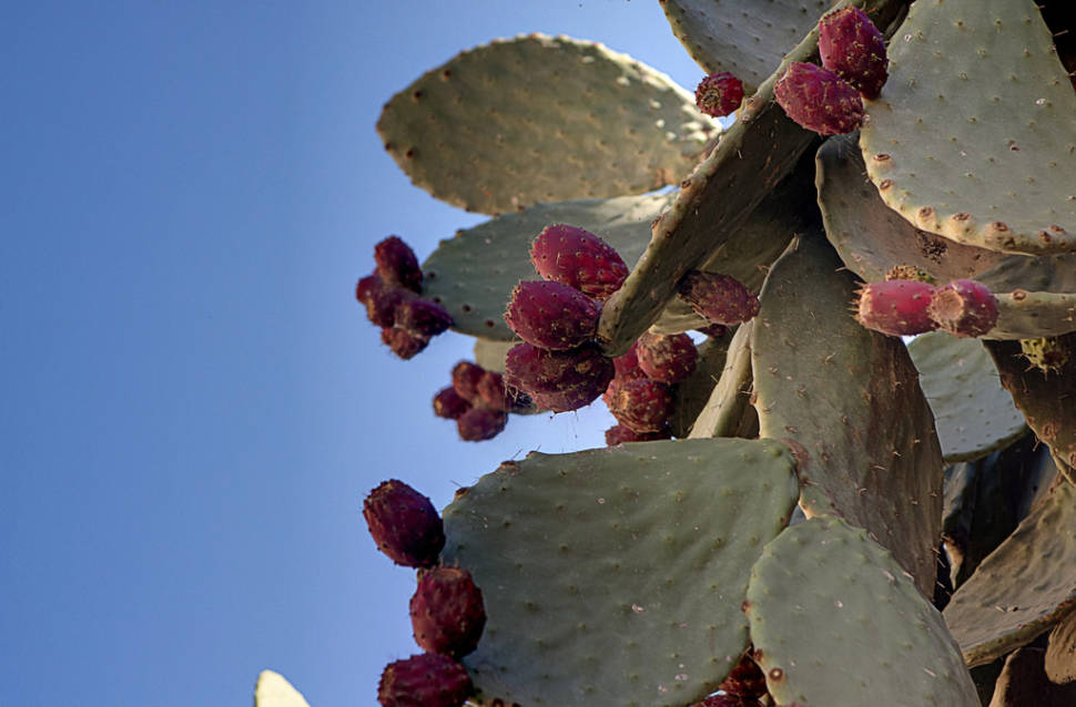 Best time to see Prickly Pear in Malta