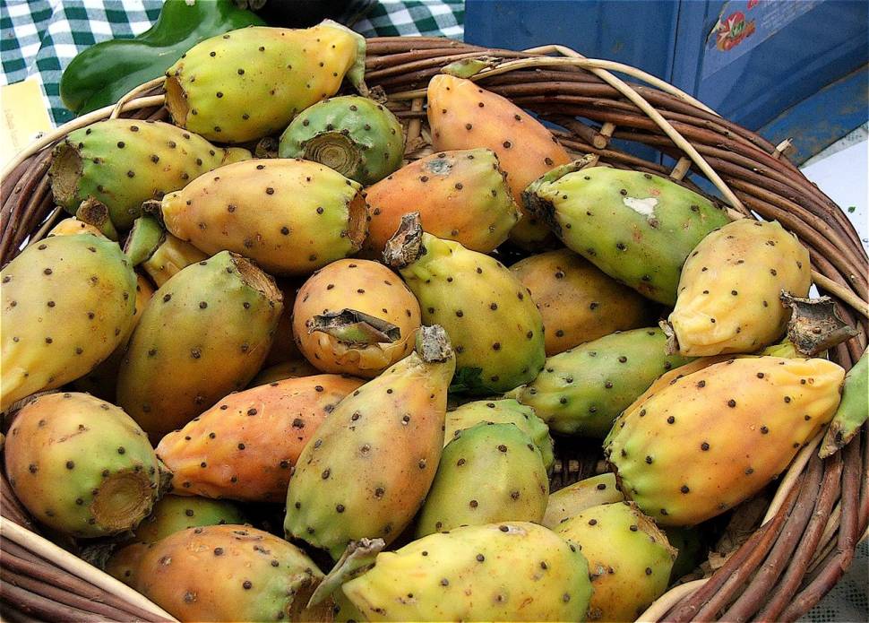 Prickly Pear in Malta - Best Season