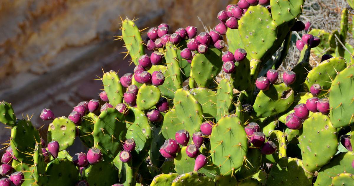 Prickly Pear in Malta - Best Time