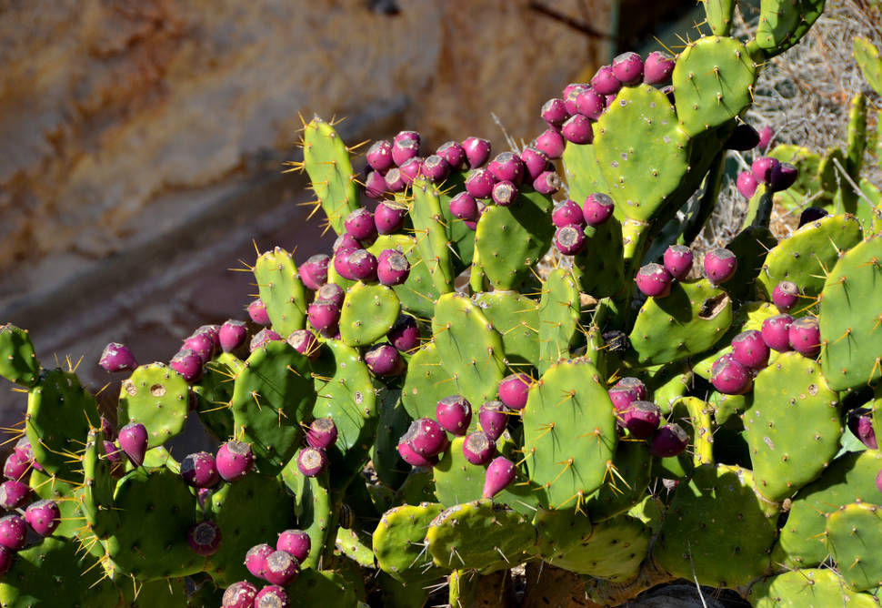 Prickly Pear in Malta - Best Time
