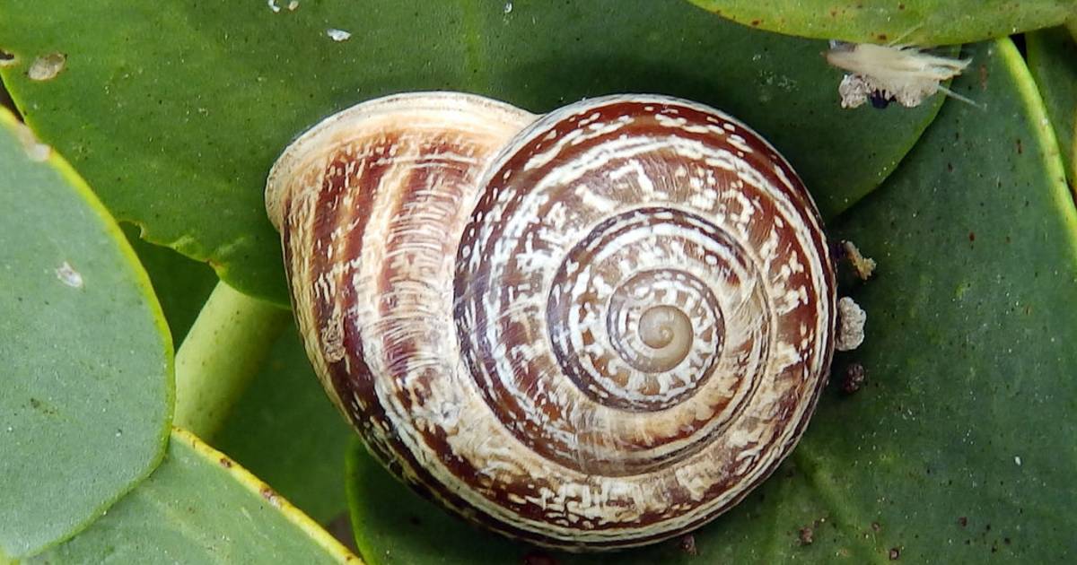 Snail Season in Malta - Best Time