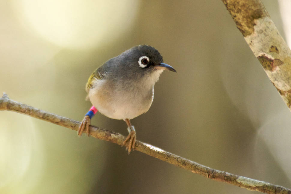 Mauritius Olive White-eye (Zosterops chloronothus)