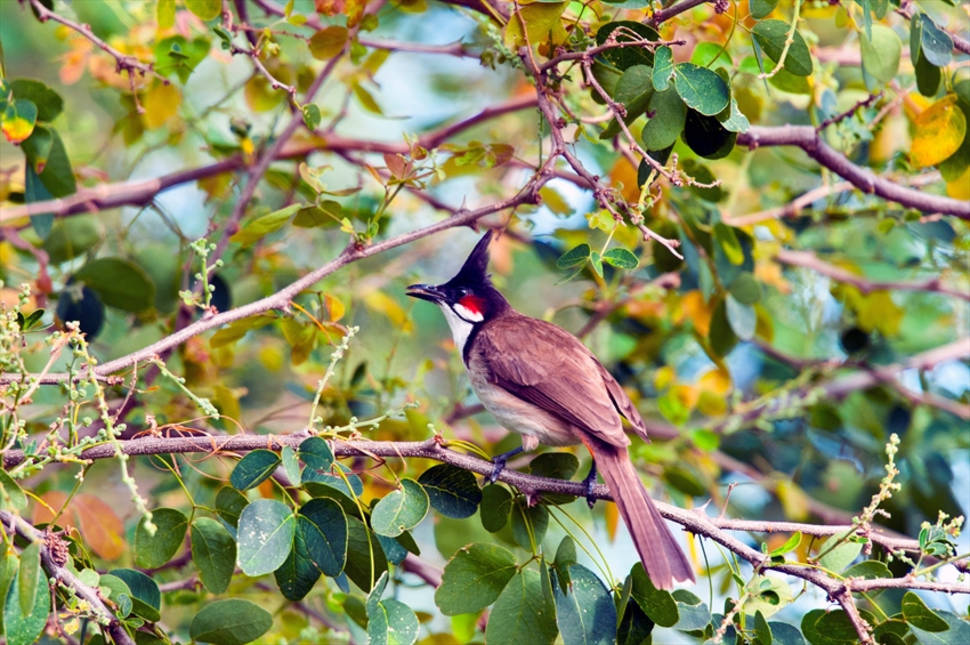 Red-whiskered Bulbul