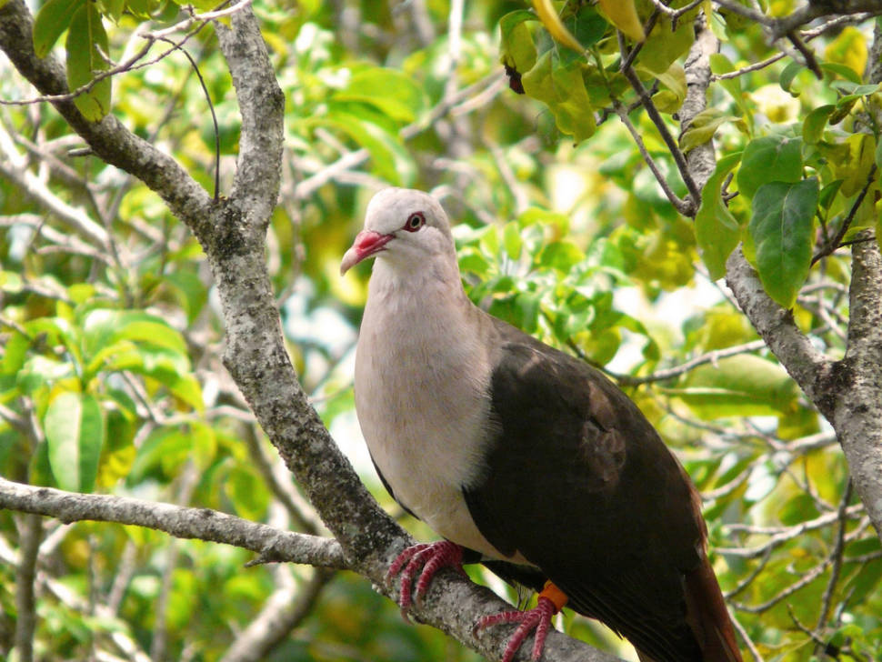Pink Pigeon