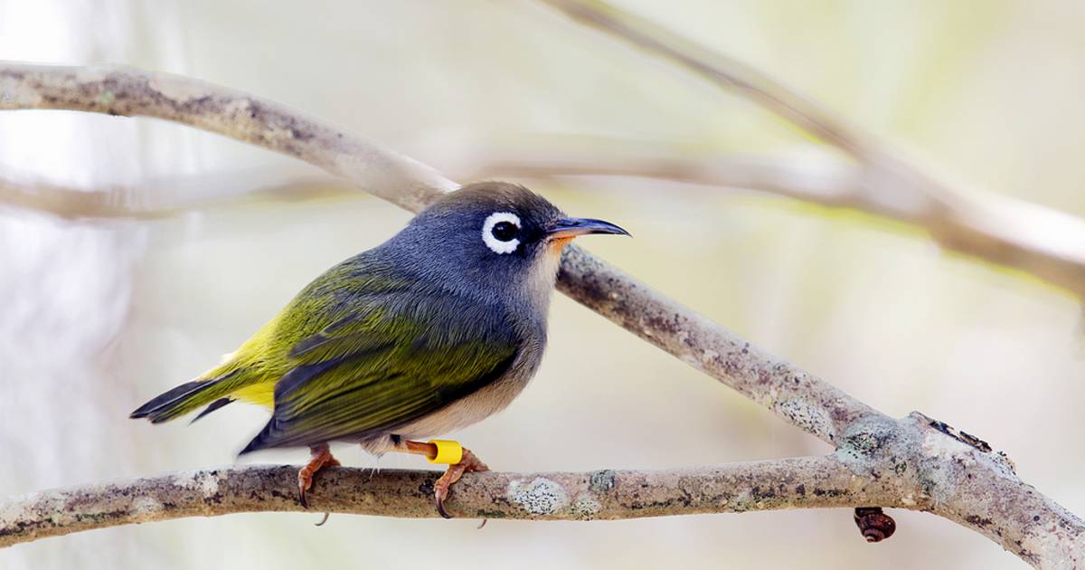 Birdwatching in Mauritius - Best Time