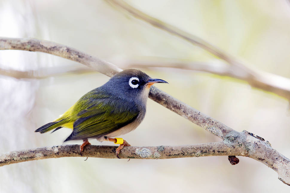 Birdwatching in Mauritius - Best Time