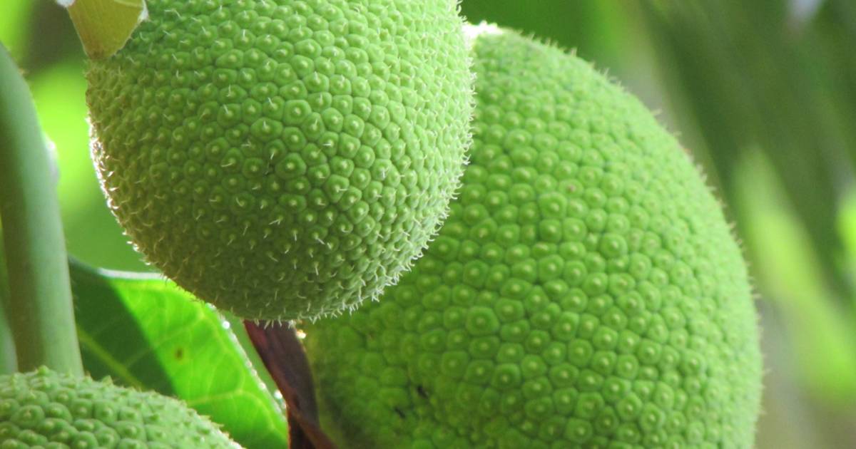 Breadfruit Season in Mauritius - Best Time
