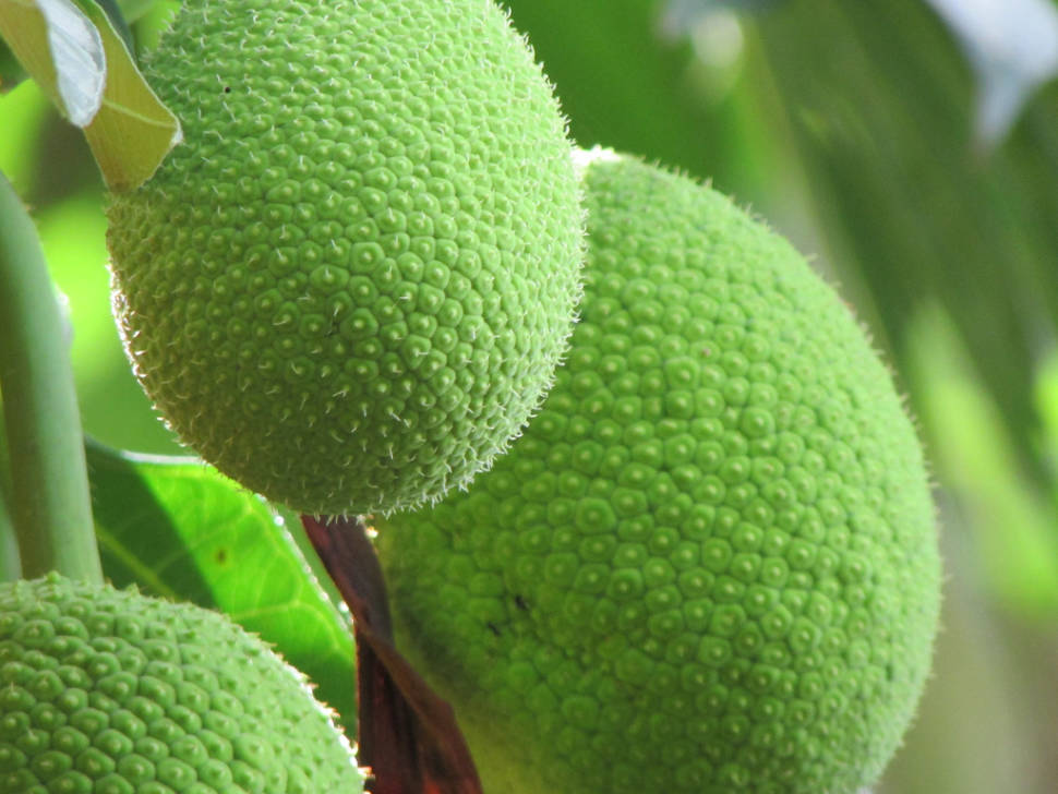 Breadfruit Season in Mauritius - Best Time