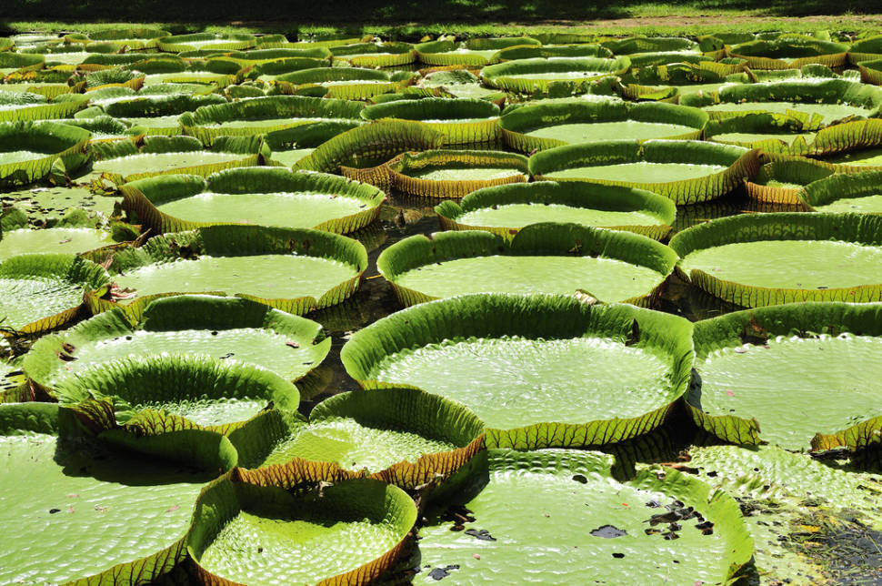 Giant Water Lilies in Mauritius - Best Season