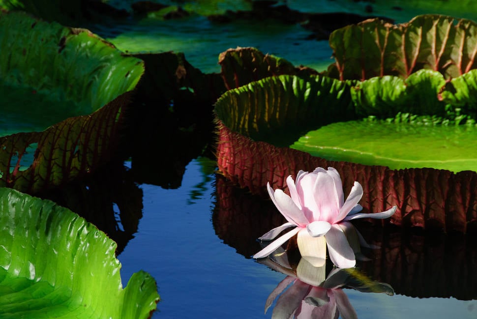 Best time for Giant Water Lilies in Mauritius