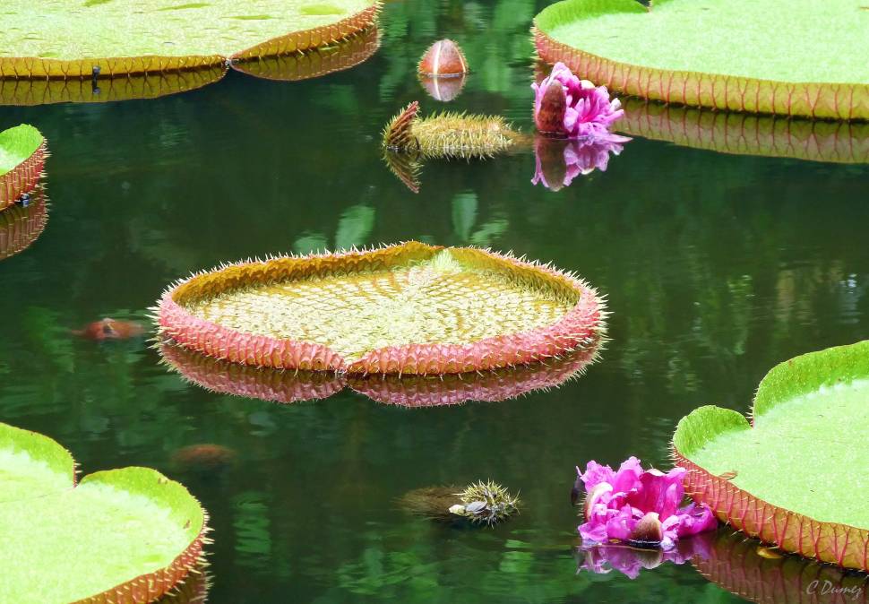 Giant Water Lilies in Mauritius - Best Time
