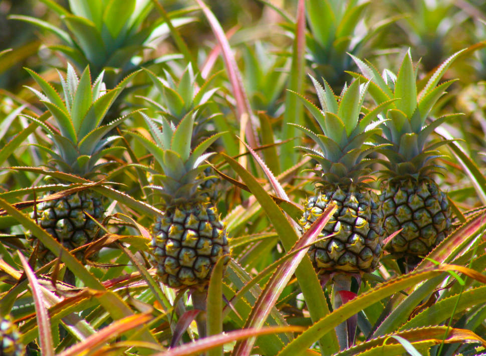 Pineapple Season in Mauritius - Best Season