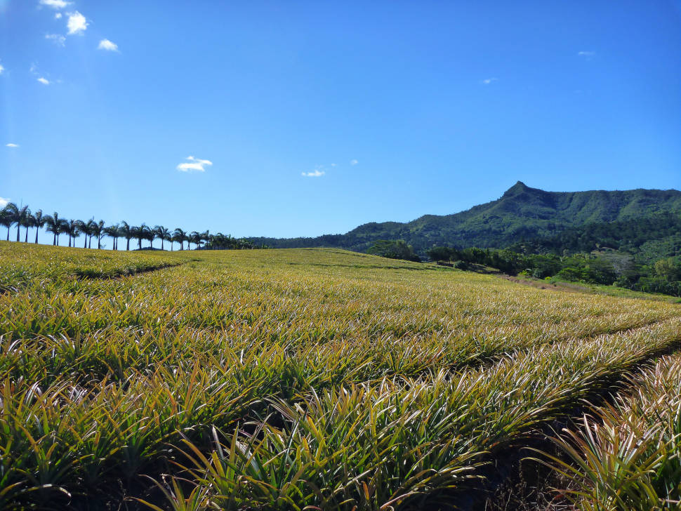 Pineapple field