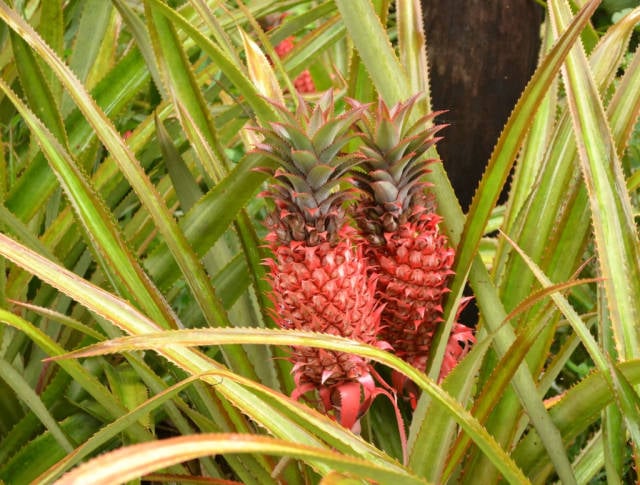 Pineapple Season in Mauritius - Best Time