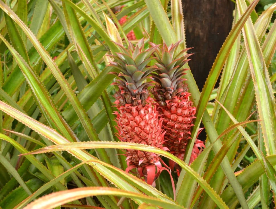Pineapple Season in Mauritius - Best Time