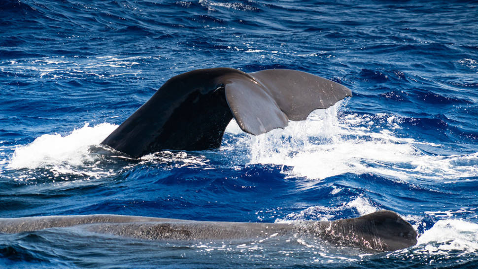 Whale Watching southwest of Mauritius