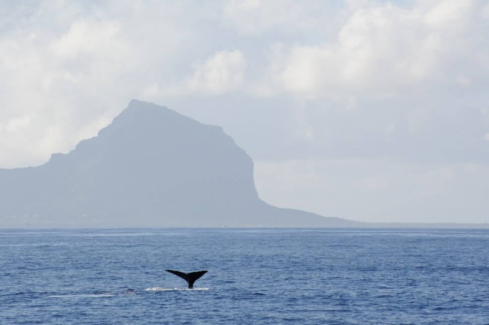 Best time for Whale Watching in Mauritius